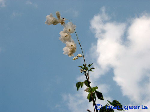 Dierama pendulum